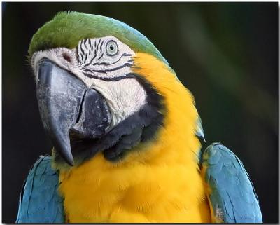 Blue and Yellow Macaw