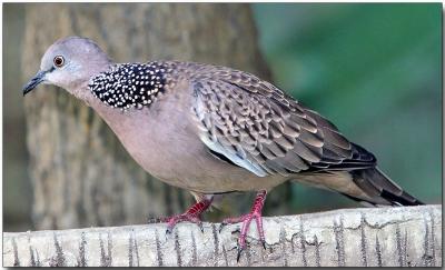 Spotted Dove