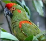 Red-fronted Macaw