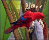 Red Lory