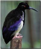 12-wired Bird of Paradise - Male juvenile