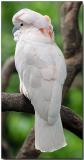 Salmon-crested Cockatoo