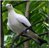 Pied Imperial-pigeon