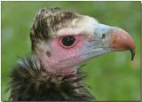 White-headed Vulture