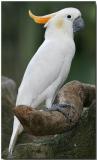 Citron-crested Cockatoo