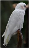 Goffins Cockatoo