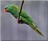 Scaly-breasted Lorikeet