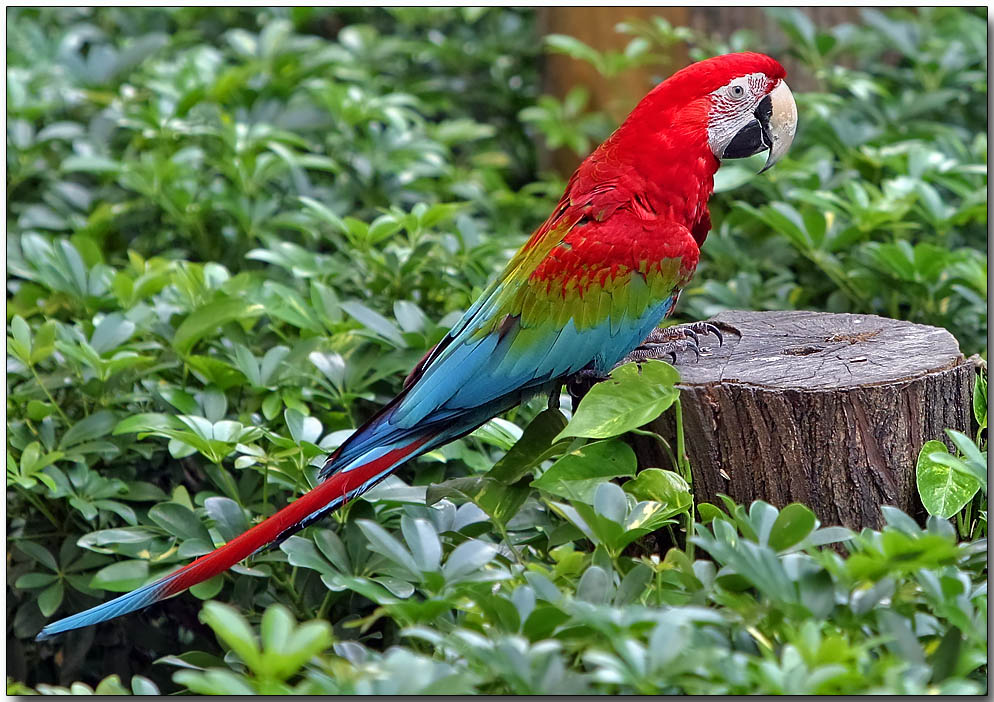 Green-winged Macaw