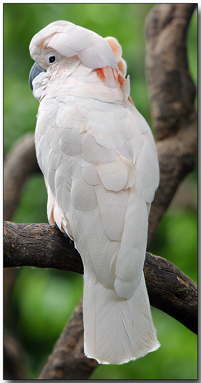 Salmon-crested Cockatoo