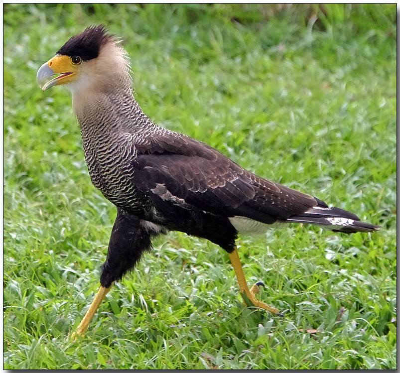 Northern Caracara