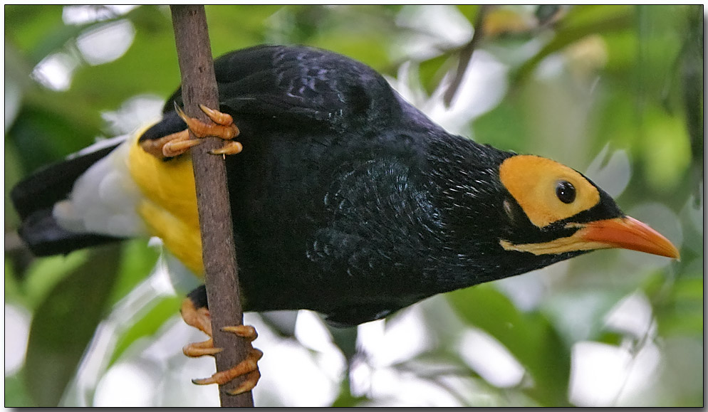 Yellow-faced Myna