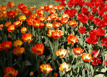 More Descanso Garden Tulips