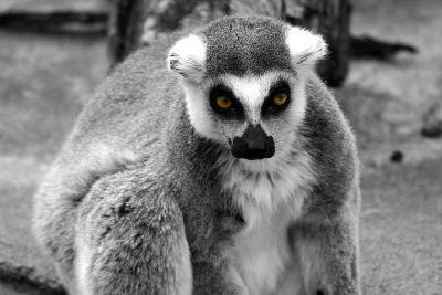 Lemur