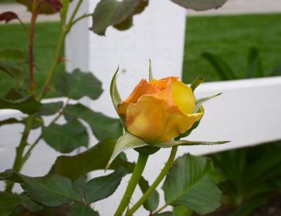 Yellow Budding Rose