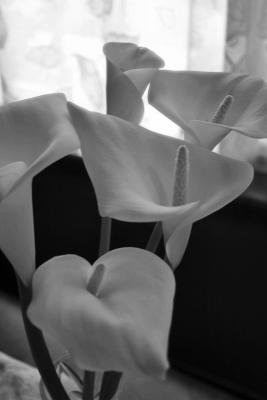 B&W Lilies on a Table