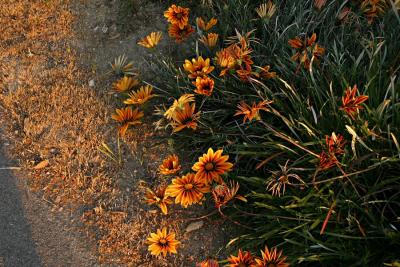 Roadside Flowers