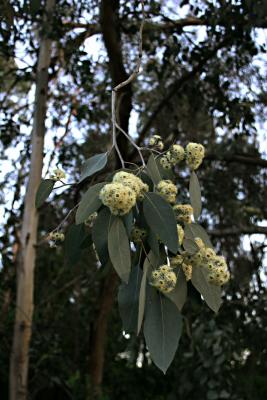 Eucalyptus Flowers