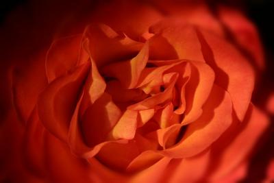 Light Red Rose