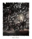 The Woods