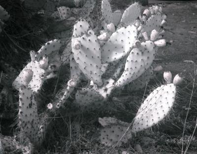 Cactus 1.jpg