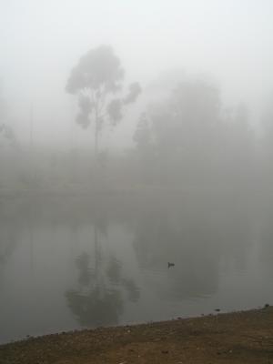 Fog 02.jpg