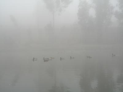 Fog 03.jpg