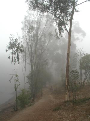 Fog 05.jpg