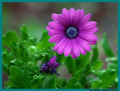 purple flower_filtered.jpg