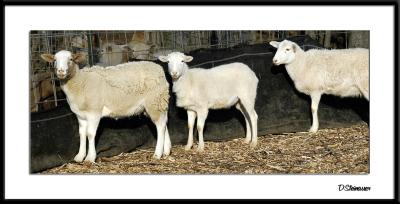 ds20050212_0085awF 3 Sheep.jpg