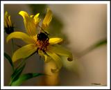 Fall Flower