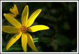 Fall Flower