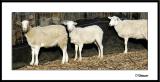 ds20050212_0085awF 3 Sheep.jpg