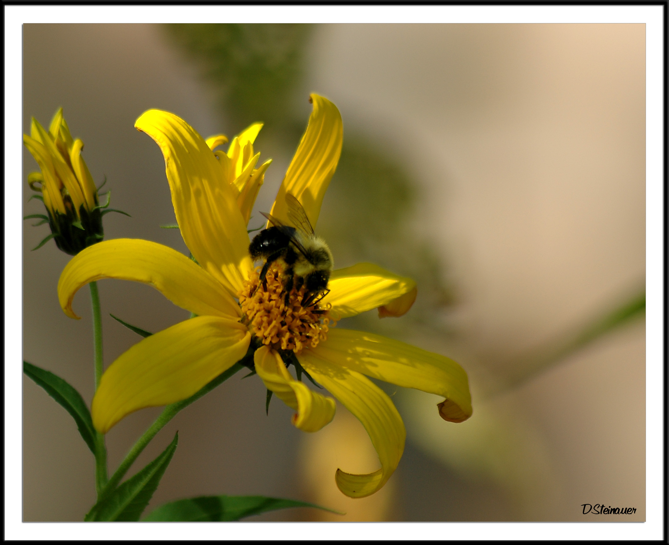 Fall Flower