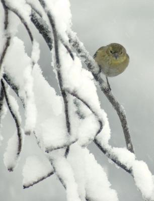 Finch in the Snow