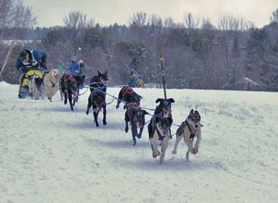 Sled Dog racing in Laconia