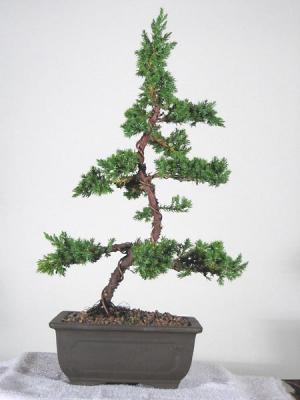 Juniper - After