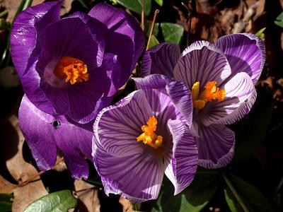 u42/dwbrewer/medium/27326941.crocus030402.jpg