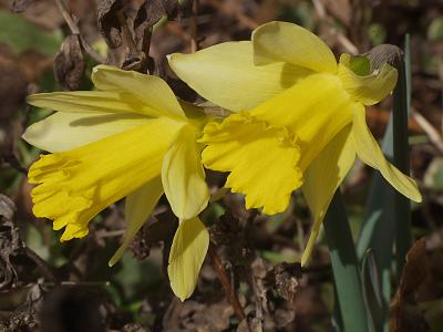 first daffodils 04.jpg