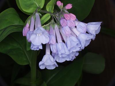 virginia bluebells.jpg