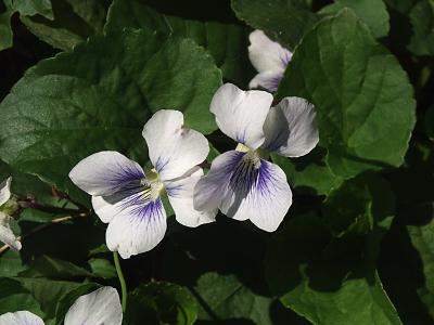 white wood violet.jpg