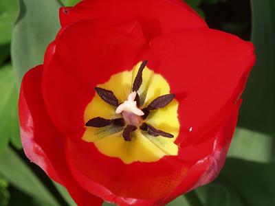 red tulip.jpg