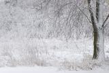 Unexpected Snow