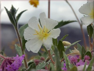 Dune Evening Primrose