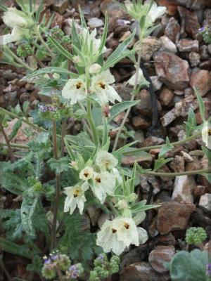 Brown-eyed Primrose