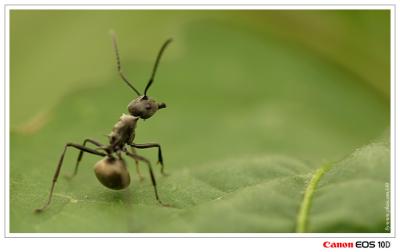 Ant - 