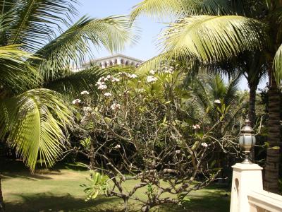 The White Tree .JPG