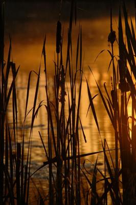9/2/04 - Sunrise Silhouette 2