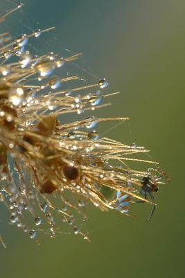 9/23/04 - Grass Seedhead & Spider