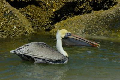 Brown Pelican with Mouthful
