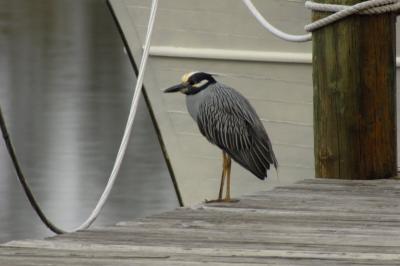 Yellow-crowned Night-heron